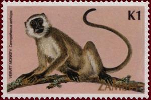 Stamp, Vervet Monkey (Cercopithecus aethiops), Zambia,  , Monkeys