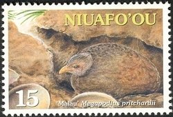 Tongan Megapode (Megapodius pritchardii)