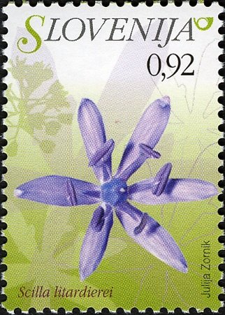Flowers of Slovenia - Scilla litardierei