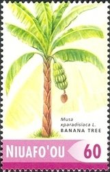 Fruit trees - Banana
