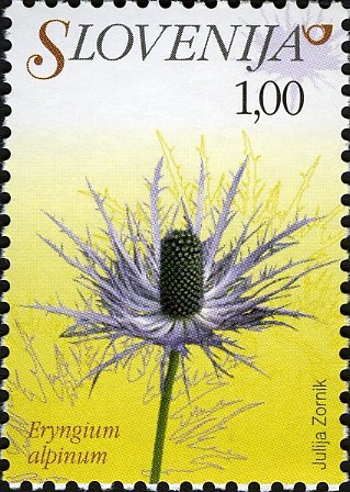 Flowers of Slovenia - Eryngium alpinum