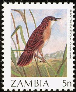 Stamp, Cloud-scraping Cisticola (Cisticola dambo), Zambia,  , Birds