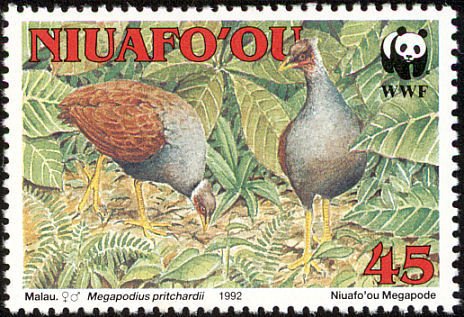 Tongan Megapode (Megapodius pritchardii)