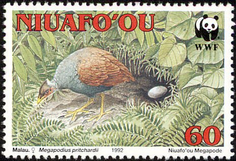 Tongan Megapode (Megapodius pritchardii)