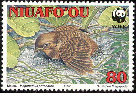 Tongan Megapode (Megapodius pritchardii)