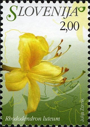 Flowers of Slovenia - Rhododendron luteum