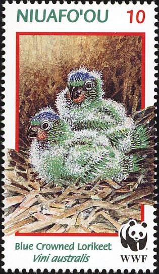 Blue-crowned Lorikeet (Vini australis)