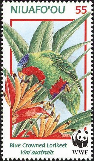 Blue-crowned Lorikeet (Vini australis)