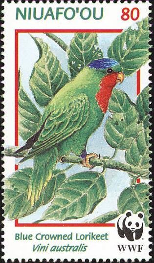 Blue-crowned Lorikeet (Vini australis)