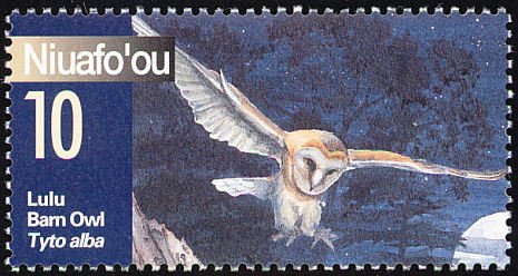Western Barn Owl (Tyto alba)