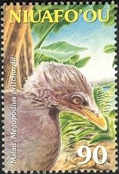 Tongan Megapode (Megapodius pritchardii)