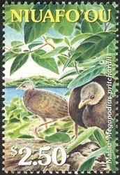 Tongan Megapode (Megapodius pritchardii)