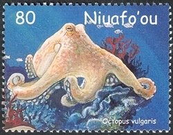 Common Octopus (Octopus vulgaris)