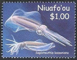 Bigfin Reef Squid (Sepioteuthis lessoniana)