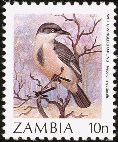 Babbling Starling (Neocichla gutturalis)