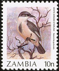 Stamp, Babbling Starling (Neocichla gutturalis), Zambia,  , Birds, Animals (Fauna)