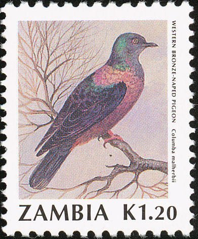 Western Bronze-naped Pigeon (Columba iriditorques)