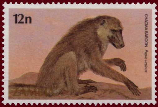 Chacma Baboon (Papio ursinus)