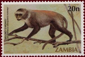 Stamp, Moloney's White-collared Monkey (Cercopithecus mitis ssp. mo, Zambia,  , Monkeys