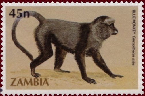 Blue Monkey (Cercopithecus mitis)