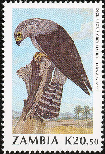 Dickinson's Kestrel (Falco dickinsoni)