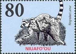 Ring-tailed Lemur (Lemur catta)