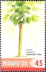 Fruit trees - PawPaw