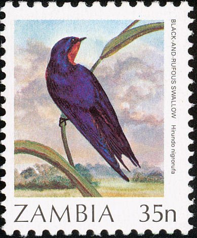 Black-and-rufous Swallow (Hirundo nigrorufa)