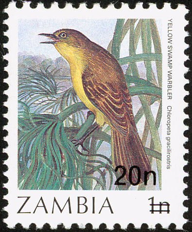 Papyrus Yellow Warbler (Calamonastides gracilirostris)