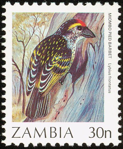 Miombo Pied Barbet (Tricholaema frontata)