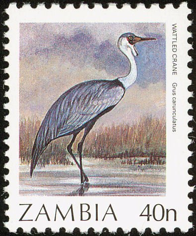 Wattled Crane (Grus carunculata)