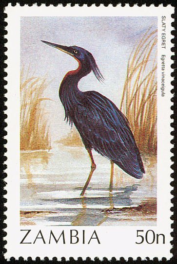 Slaty Egret (Egretta vinaceigula)