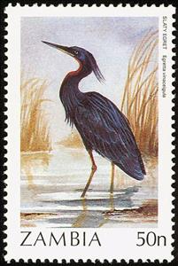Stamp, Slaty Egret (Egretta vinaceigula), Zambia,  , Birds, Animals (Fauna), Herons