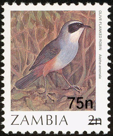 Olive-flanked Robin-chat (Cossypha anomala)