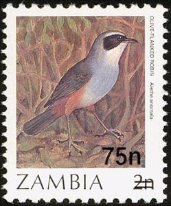 Stamp, Olive-flanked Robin-chat (Cossypha anomala), Zambia,  
