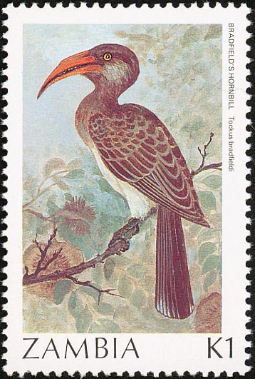 Bradfield's Hornbill (Tockus bradfieldi)