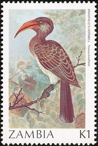 Stamp, Bradfield's Hornbill (Tockus bradfieldi), Zambia,  , Birds, Animals (Fauna)