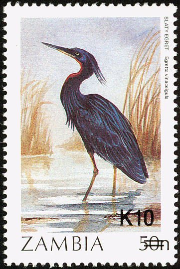 Slaty Egret (Egretta vinaceigula)