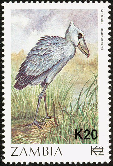African Shoebill (Balaeniceps rex)