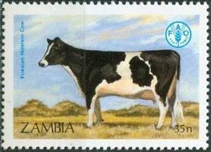 Stamp, Friesian-Holstein Cattle (Bos primigenius taurus), Zambia,  , Cattle