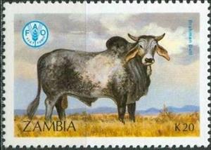 Stamp, Brahman Cattle (Bos primigenius indicus), Zambia,  , Cattle