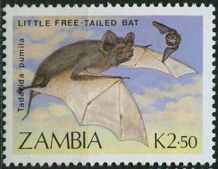 Little Free-tailed Bat (Tadarida pumila)