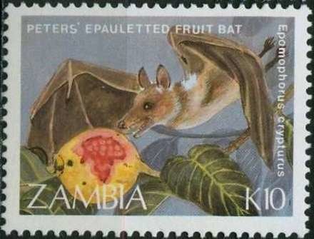 Peters’s Epauletted Fruit Bat (Epomophorus crypturus)