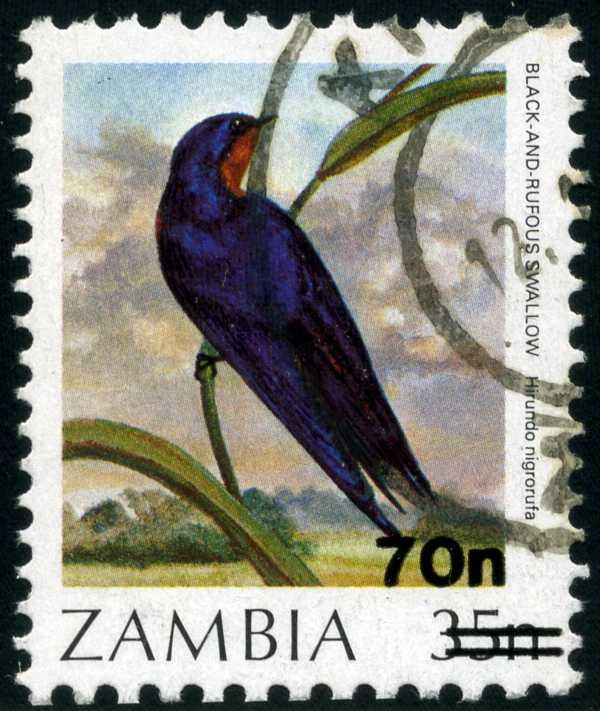 Black-and-rufous Swallow (Hirundo nigrorufa)