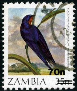 Stamp, Black-and-rufous Swallow (Hirundo nigrorufa), Zambia,  , Birds, Animals (Fauna)