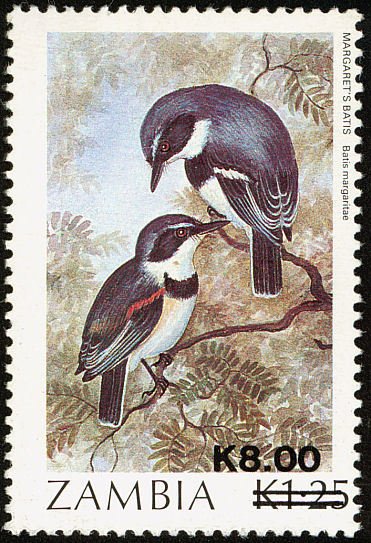 Boulton's Batis (Batis margaritae)