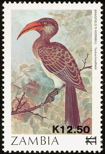 Bradfield's Hornbill (Tockus bradfieldi)