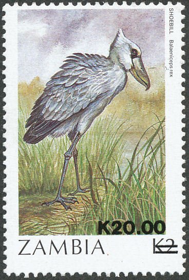 African Shoebill (Balaeniceps rex)