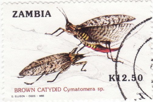 Brown Catydid (Cymatomera sp.)
