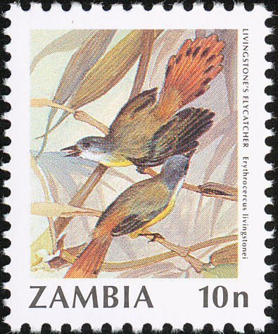 Livingstone's Flycatcher (Erythrocercus livingstonei)